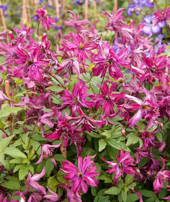 Clematis Rosalyn