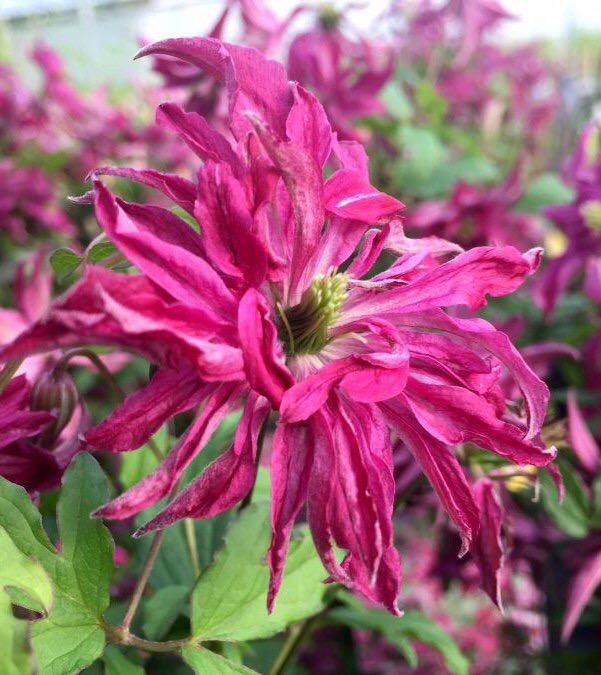 Clematis Rosalyn