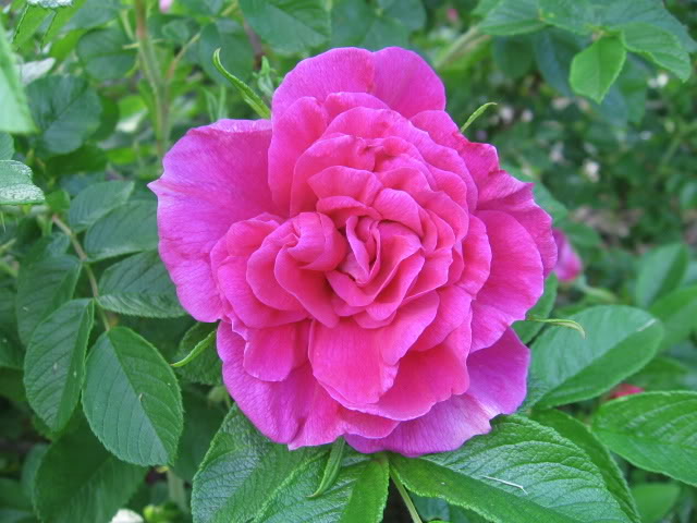 Delicata rose