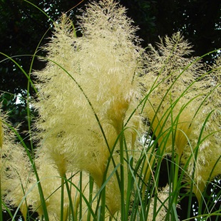 Кортадерия - пампассная трава