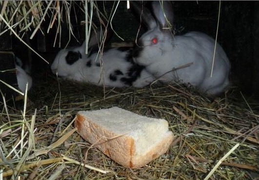 Потребность в протеинах у кроликов