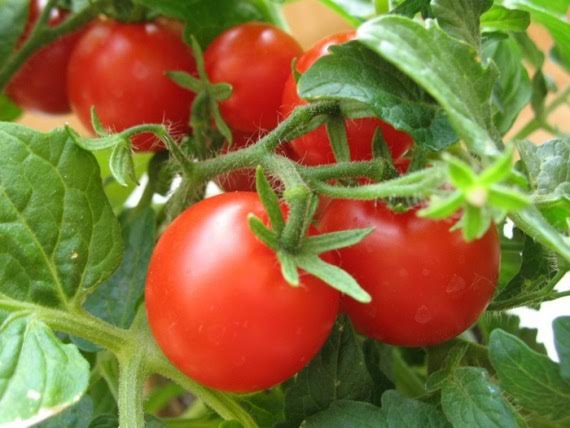 Как не дать томату жировать