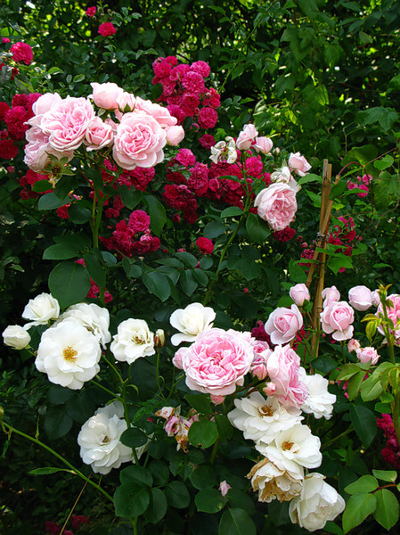 Как выбрать устойчивые сорта роз