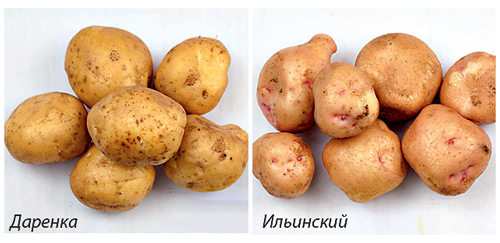картофель даренка