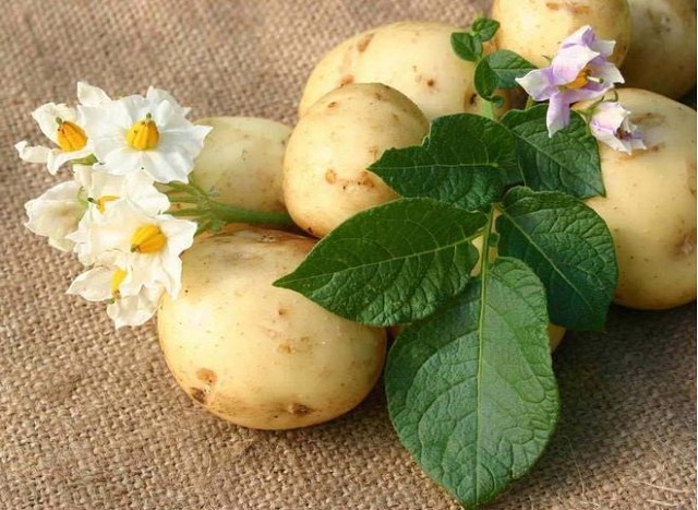 картофель октябрина ганичкина