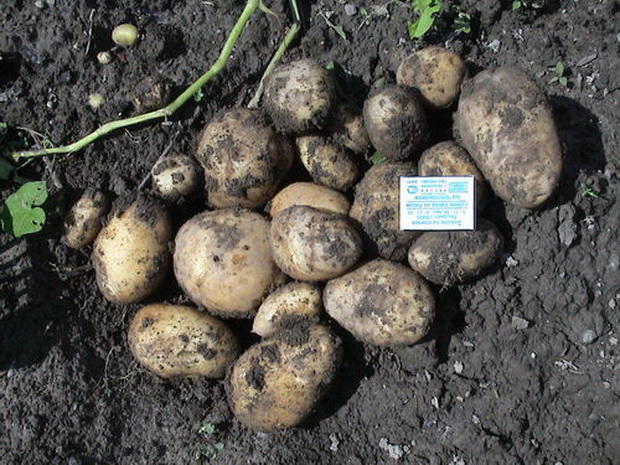 картофель утенок