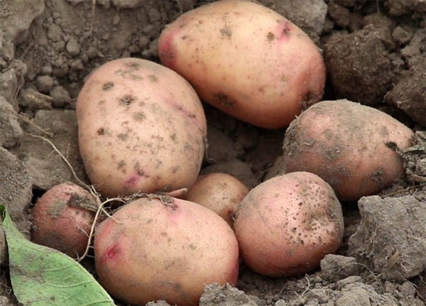 картофель жуковский ранний
