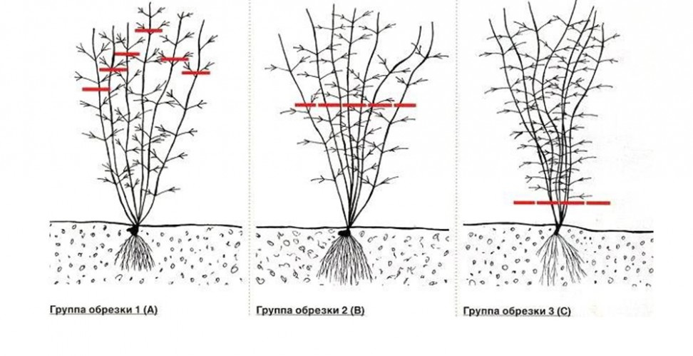 классификация клематисов по группам обрезки