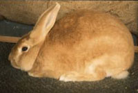 кролик Паломино