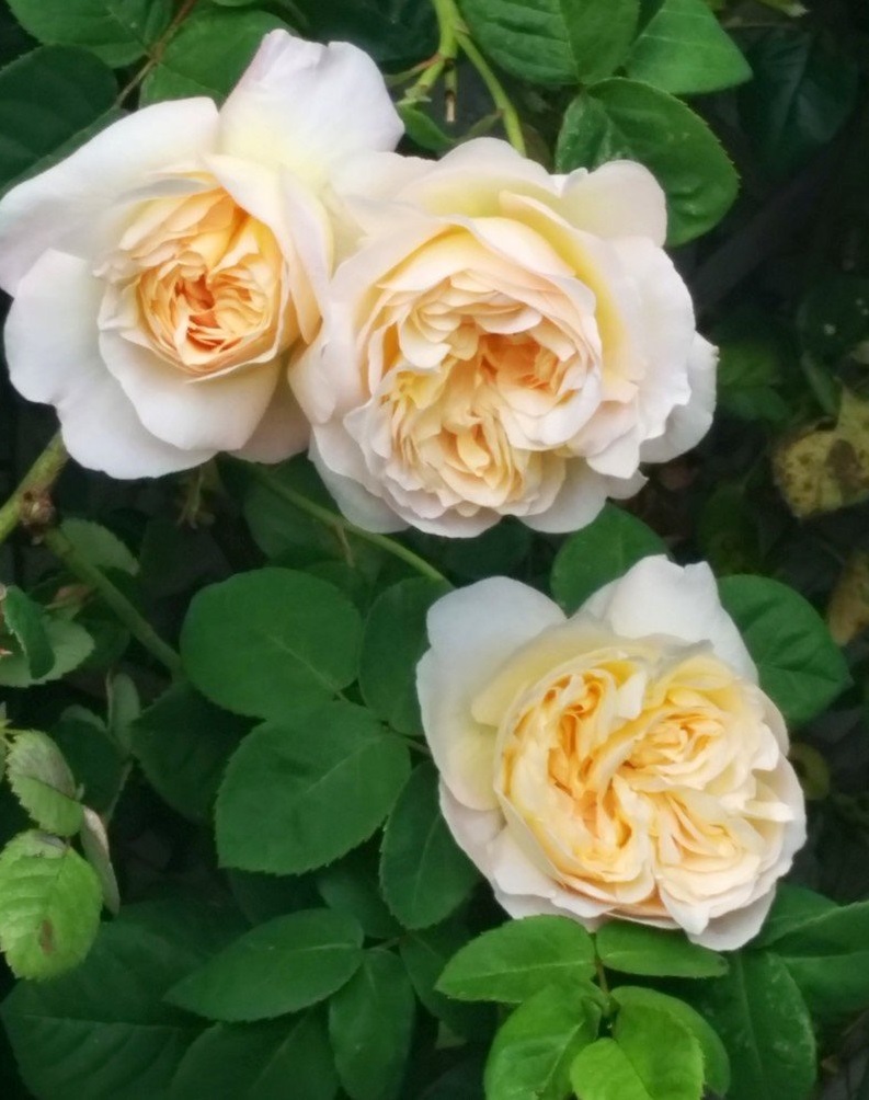 Lemon Blush rose