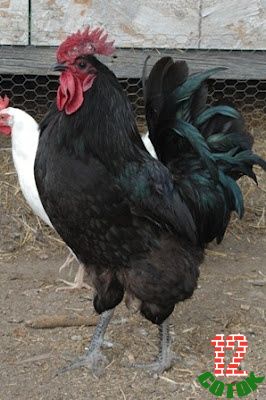Black Australorp Rooster