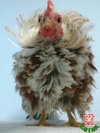frizzle rooster