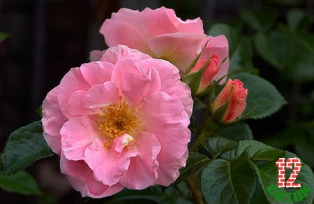 Pink Robusta rose