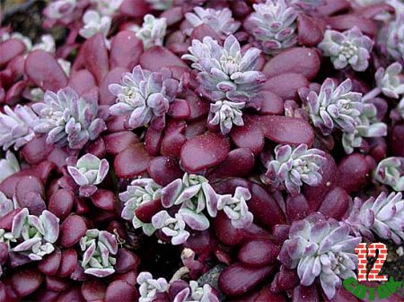 Очиток пурпурный Sedum purpureum