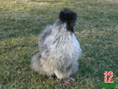Assorted-Silver-Silkie