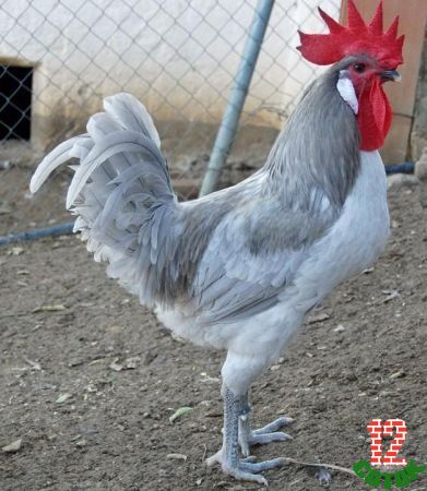 Blue Andalusian Rooster