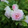 Ritausma White Pavement rose