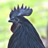 Swedish Black Hen rooster