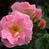 Pink Robusta rose