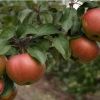 Как правильно посадить яблоню?