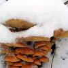 Как вырастить грибы опёнок зимний