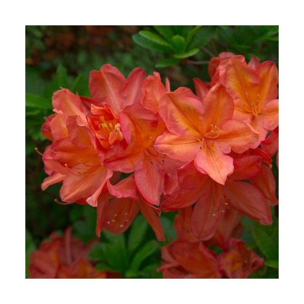 Рододендрон японский. Rhododendron japonicum. Петербург