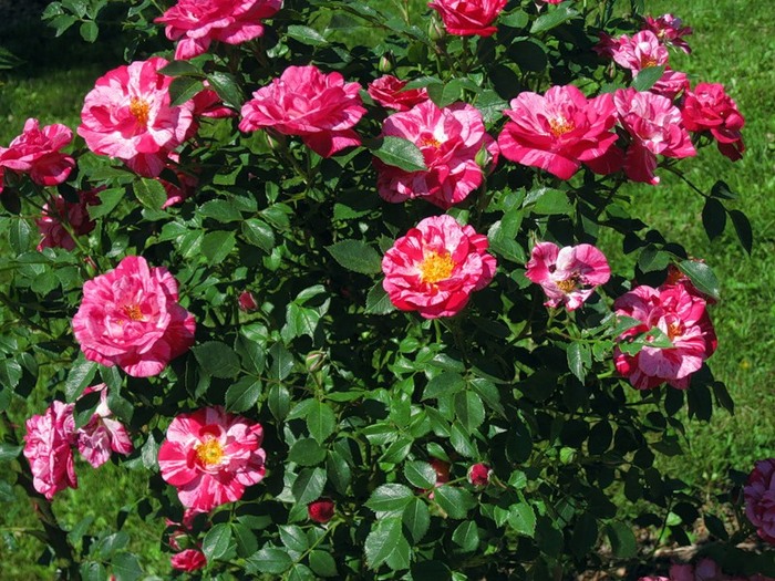 Роза чайно-гибридная HENRI MATISSE