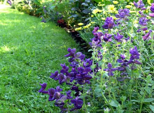 Шалфей дубравный (Salvia nemorosa)