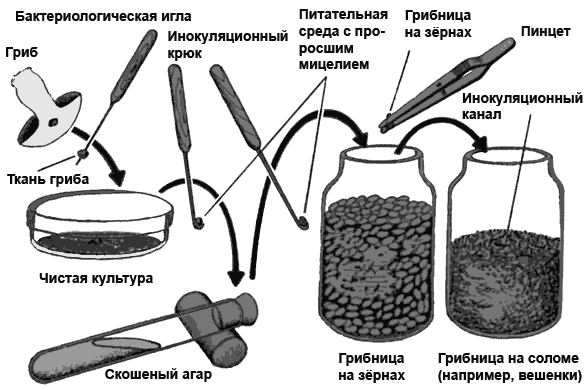 Схема получения грибницы