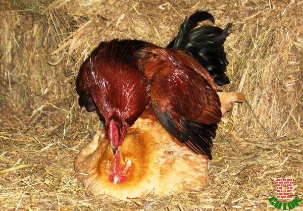 Созревание куриного яйца. — Video | VK